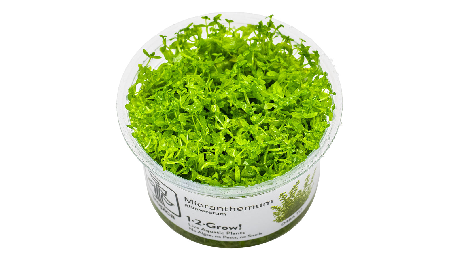 Micranthemum glomeratum InVitro Pflanze