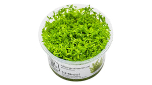 Micranthemum glomeratum InVitro Pflanze