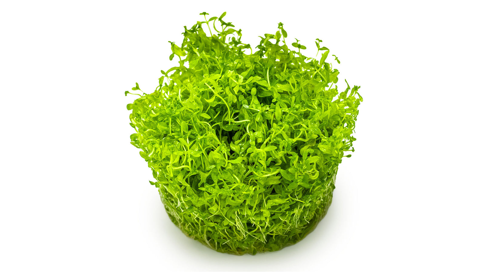 Micranthemum glomeratum InVitro Pflanze