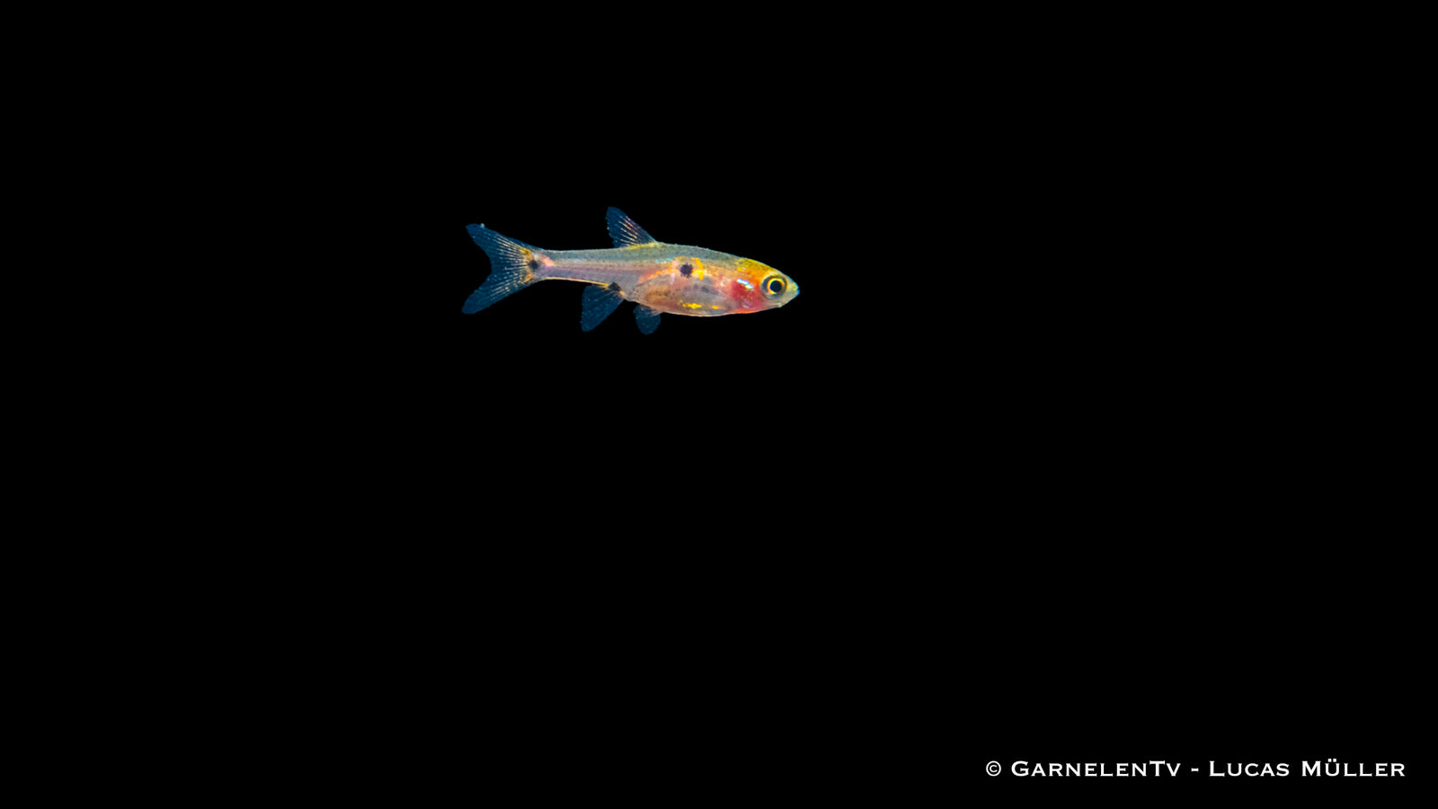 Microrasbora Zwergbärbling im Aquarienbecken