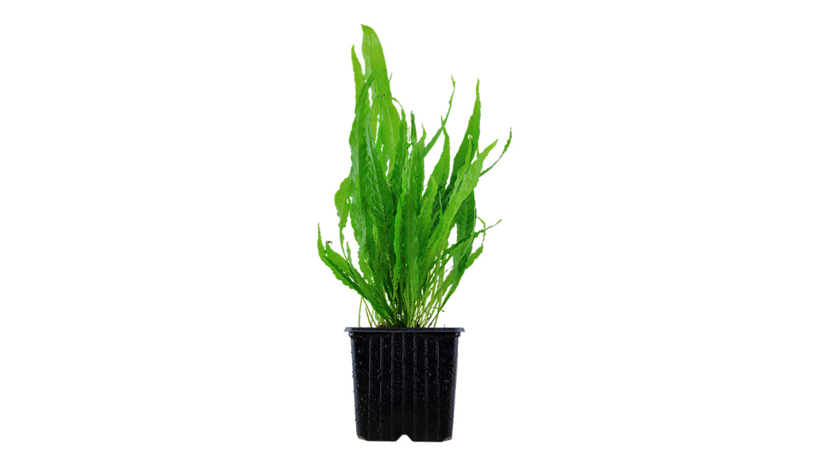 Microsorum pteropus - Mutterpflanze XL  - Tropica