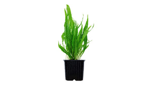 Microsorum pteropus - Mutterpflanze XL  - Tropica