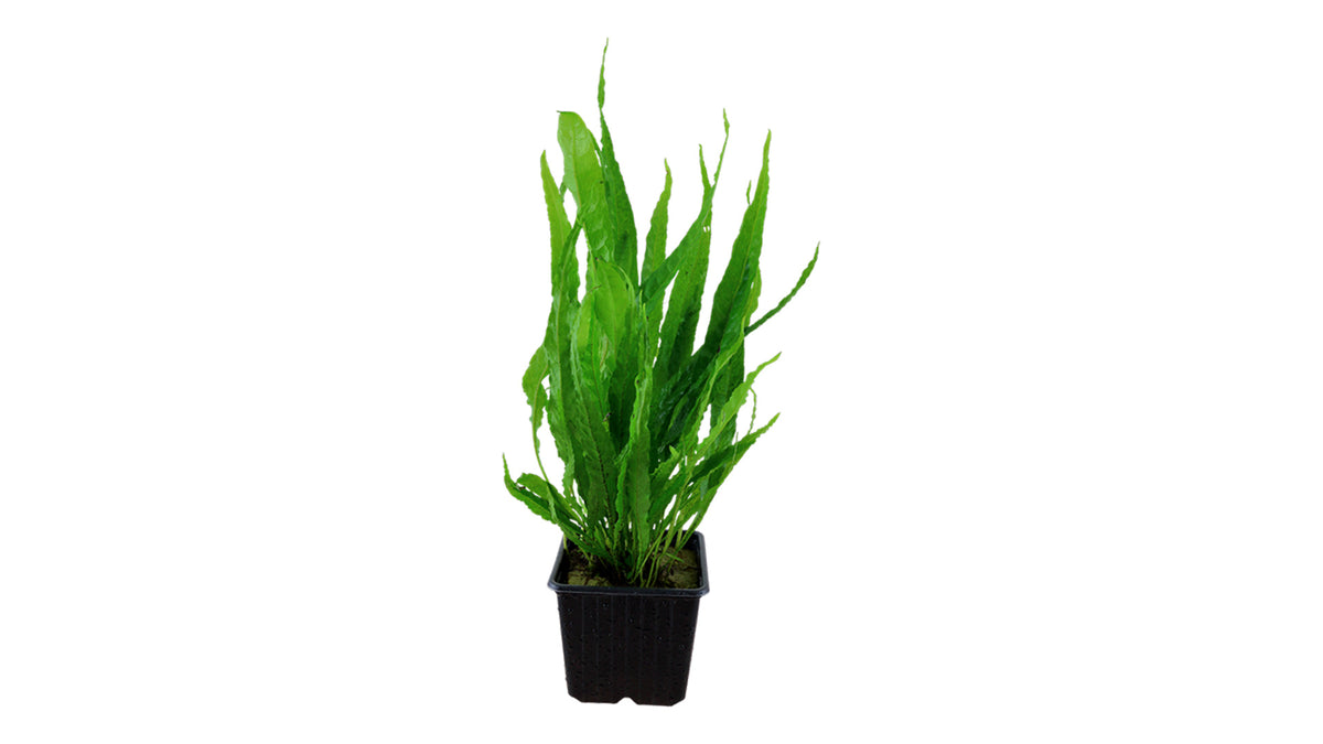 Microsorum pteropus - Mutterpflanze XL  - Tropica