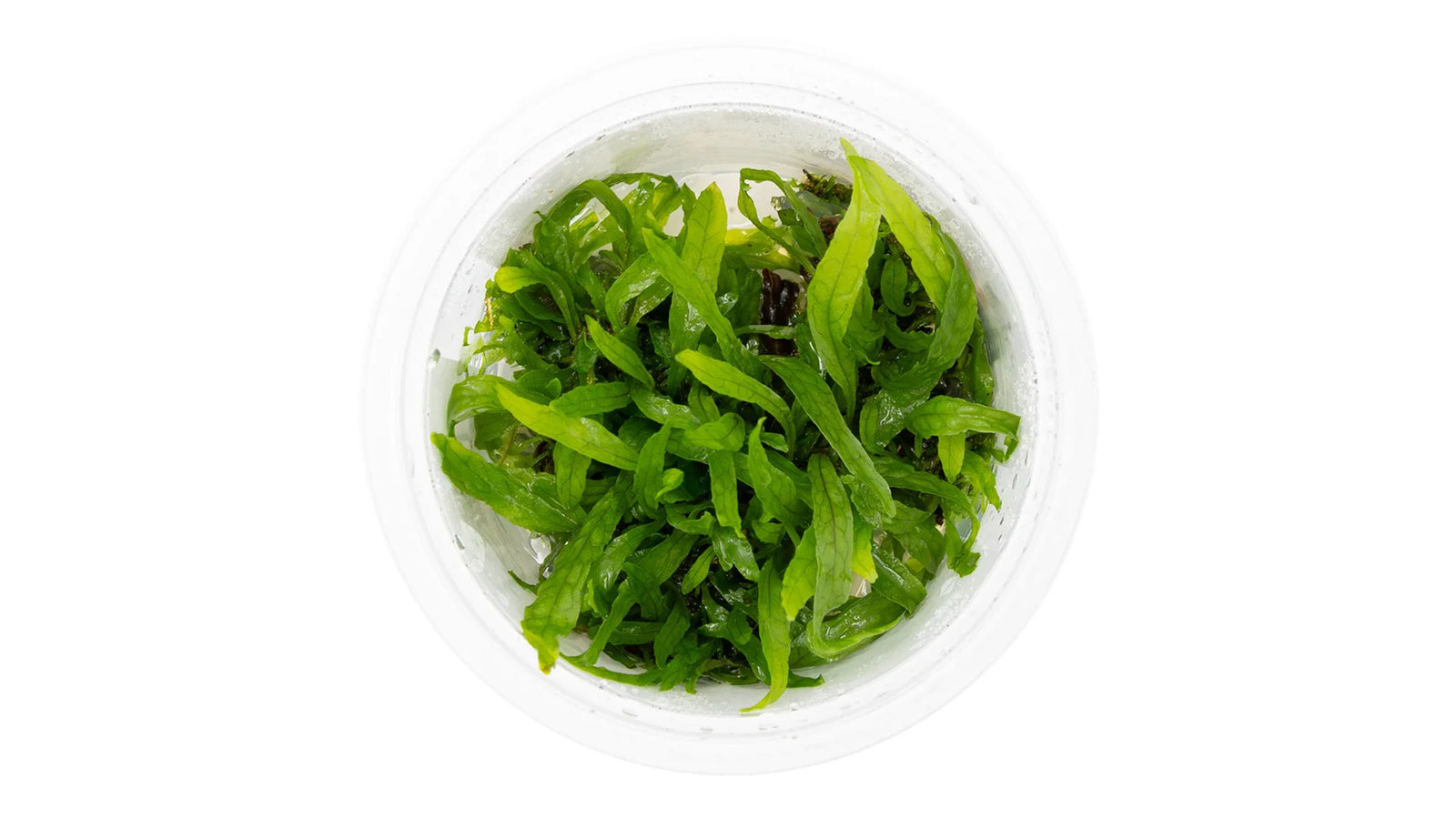 Microsorum pteropus 'Narrow' InVitro im Tropica 1-2-Grow! Becher