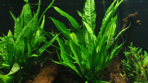Microsorum pteropus - Tropica