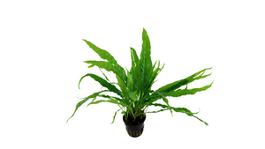 Microsorum pteropus - Tropica
