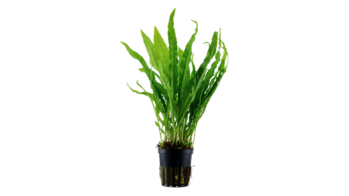 Microsorum pteropus - Tropica