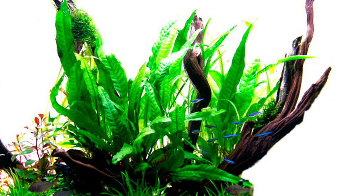 Microsorum pteropus - Tropica