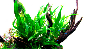 Microsorum pteropus - Tropica