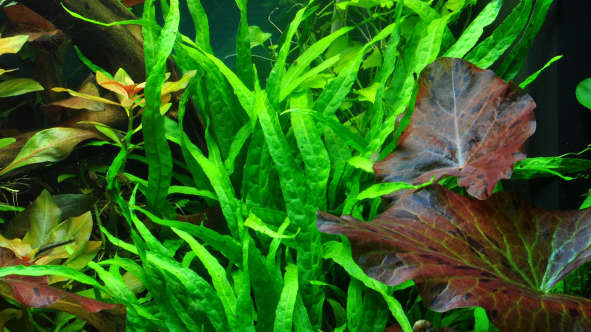 Microsorum pteropus 'Narrow' - Tropica