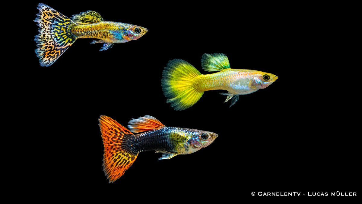 Guppy Mix männlich - Poecilia reticulata