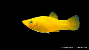 Gold Molly im Süßwasseraquarium