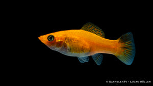 Schwarm von Molly Kupfern im Aquarium