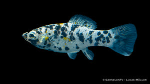 Gruppe Dalmatiner-Mollys im Gesellschaftsaquarium