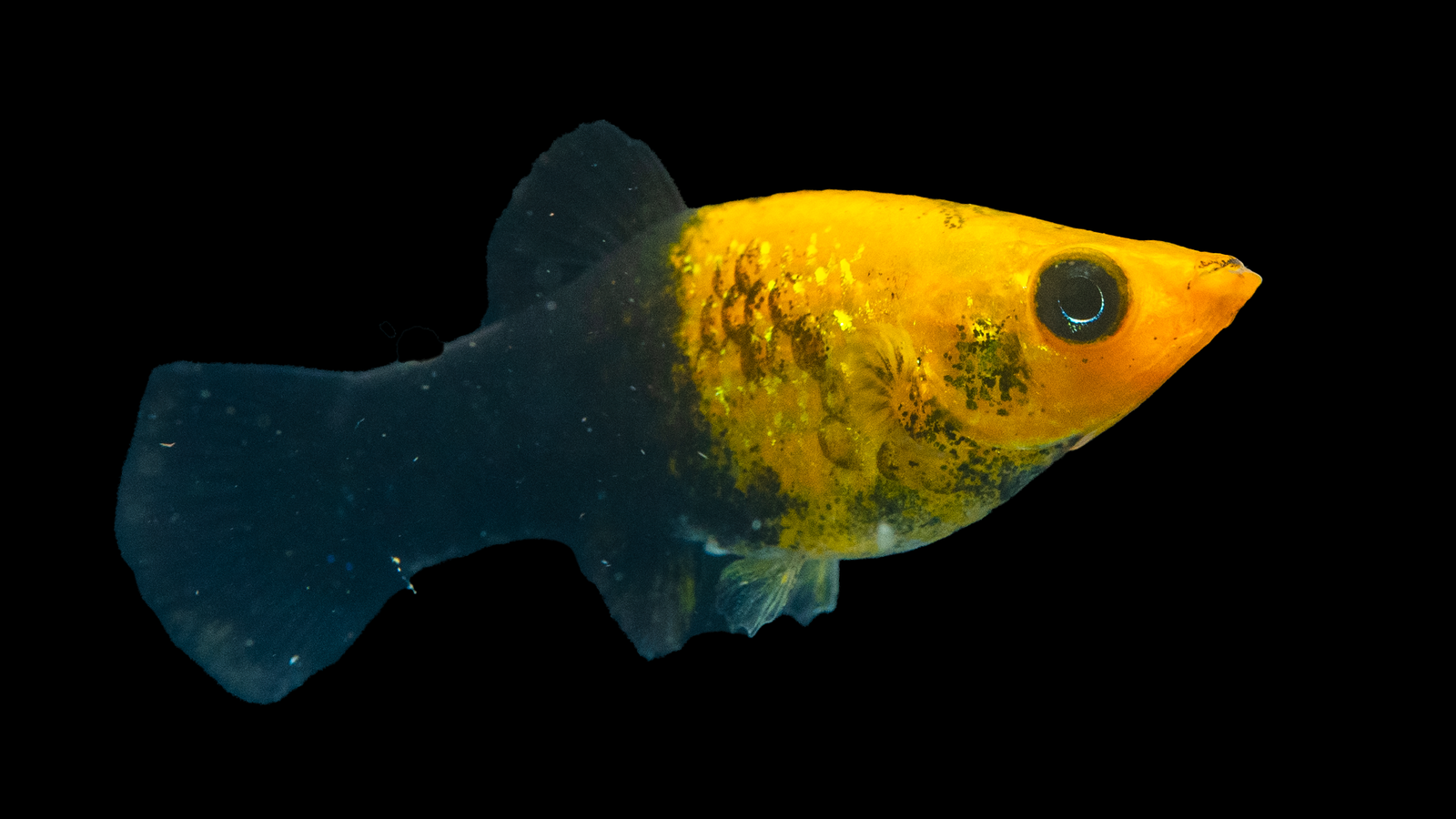 Molly Goldstaub (Poecilia sphenops) im Aquarium