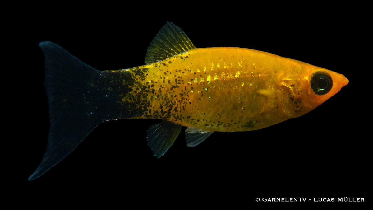 Molly Goldstaub Lyra (Poecilia sphenops) im Aquarium