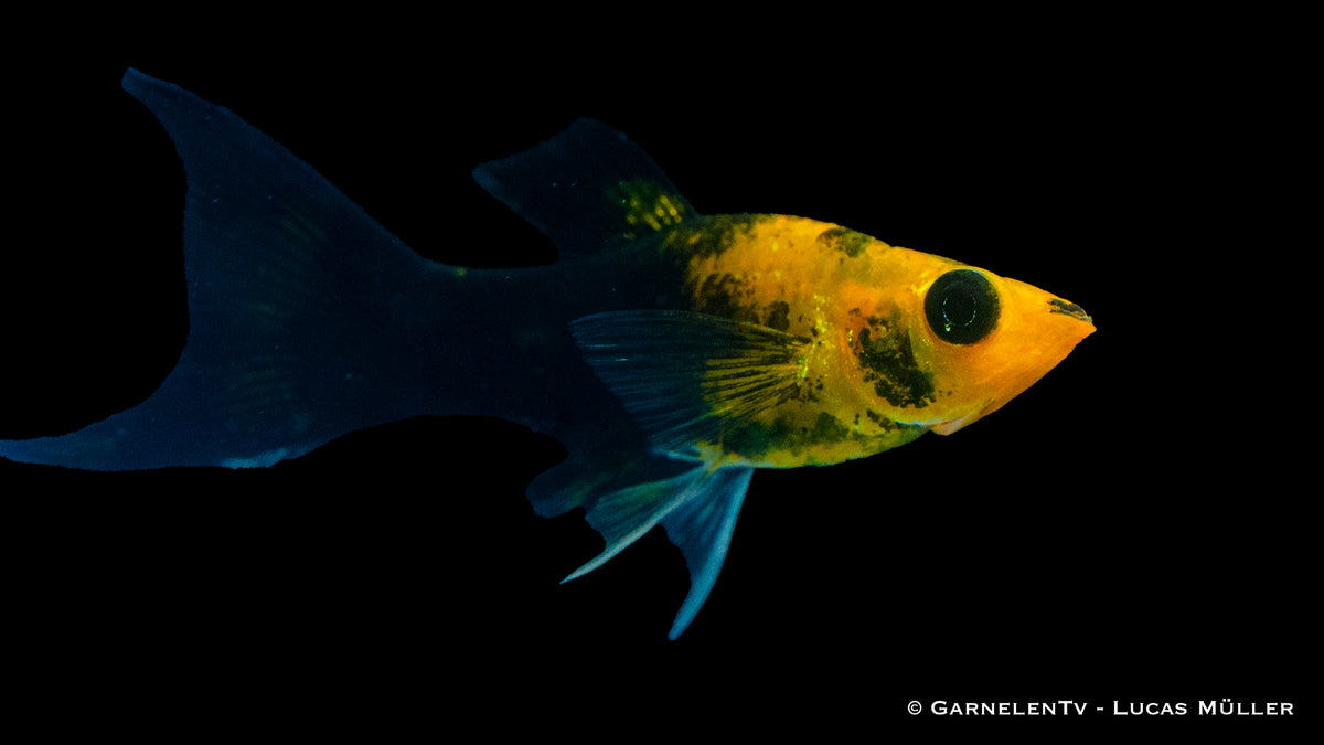Molly Goldstaub Lyra im Gesellschaftsaquarium