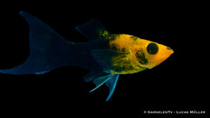 Molly Goldstaub Lyra im Gesellschaftsaquarium