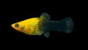 Molly Goldstaub (Poecilia sphenops) im Aquarium