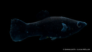 Molly schwarz (Poecilia sphenops) im Aquarium