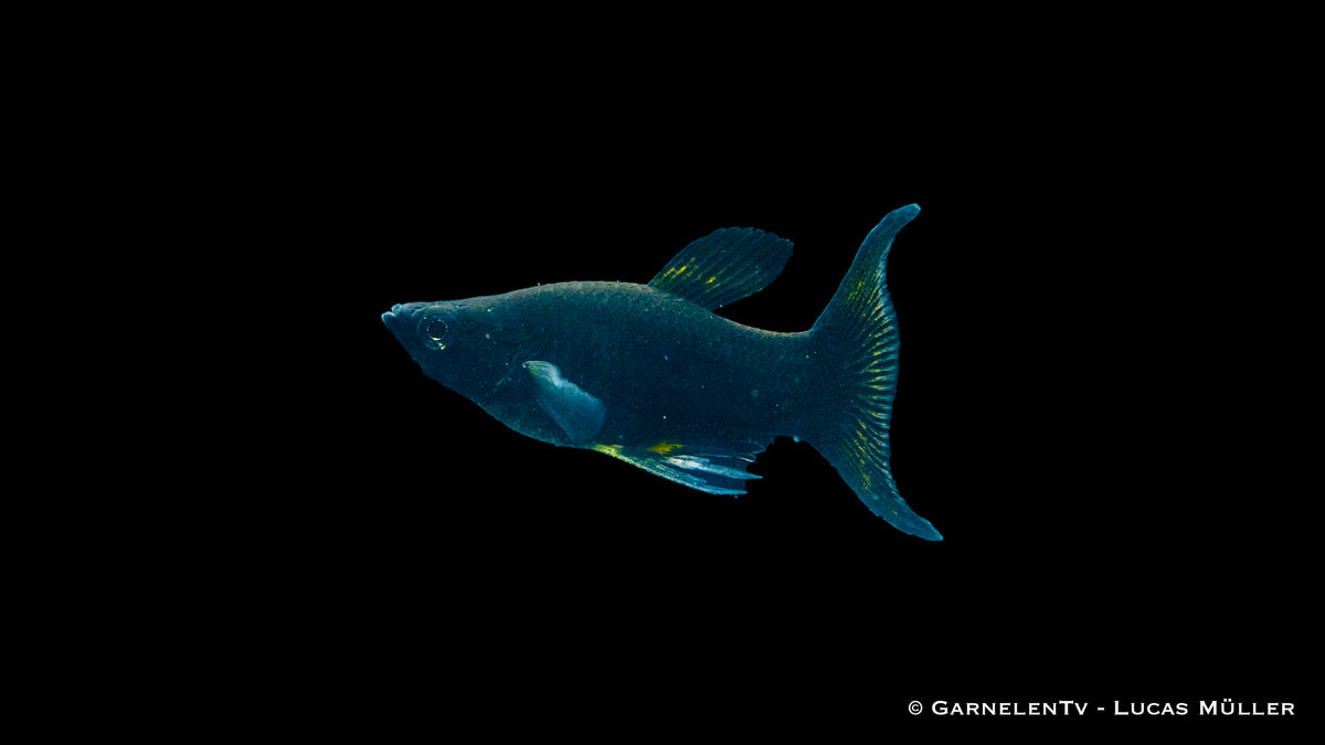 Molly schwarz Lyra (Poecilia sphenops) mit Leierschwanz im Aquarium