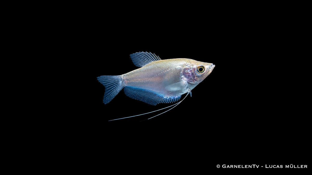 Mondscheinfadenfisch - Trichogaster microlepis, silbrig schimmernd mit langen Bauchfäden