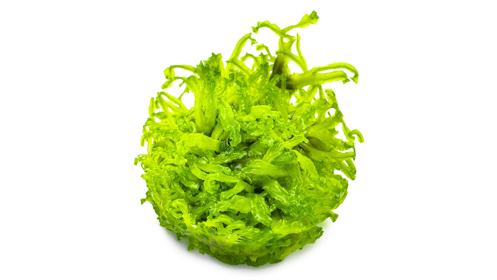 Monosolenium tenerum InVitro Pflanze