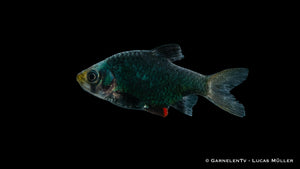 Moosbarbe XXL Puntigrus tetrazona im Aquarium