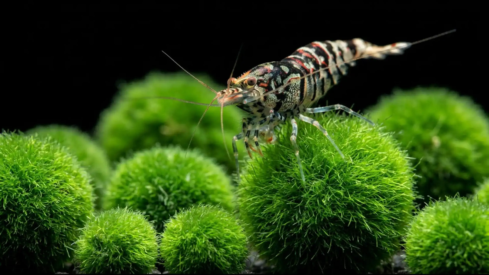 caridina Garnele sitzt auf einer Mooskugel und frisst Mikroorganismen.