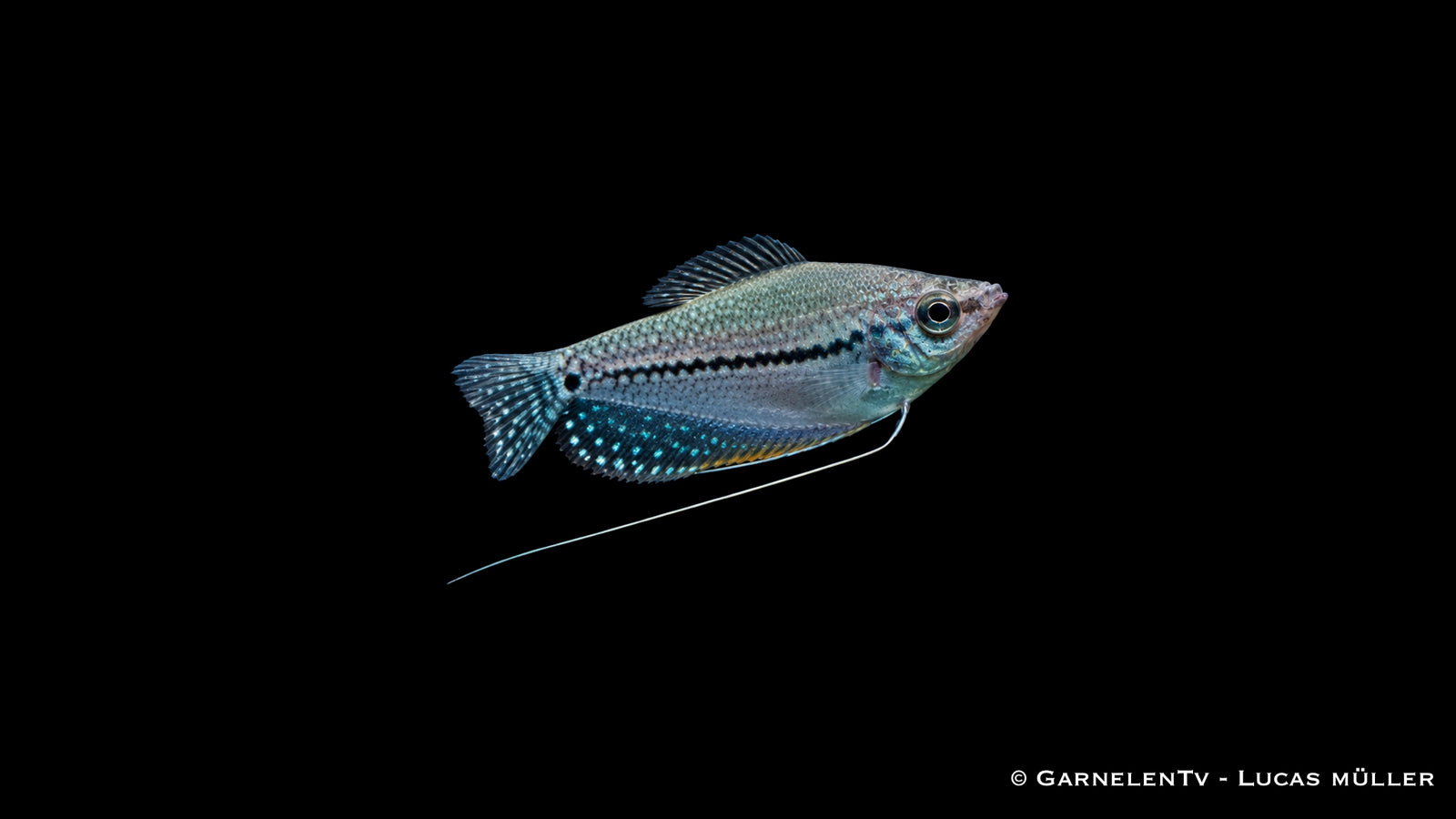 Mosaikfadenfisch - Trichogaster leeri