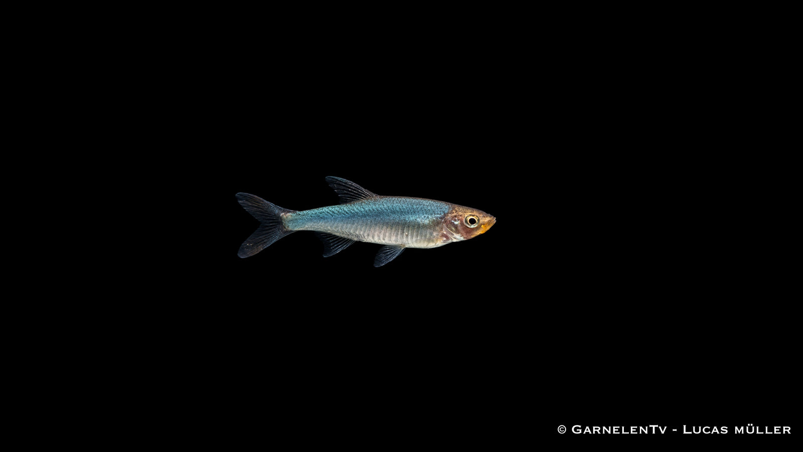 Nacktlaube - Sawbwa resplendens
