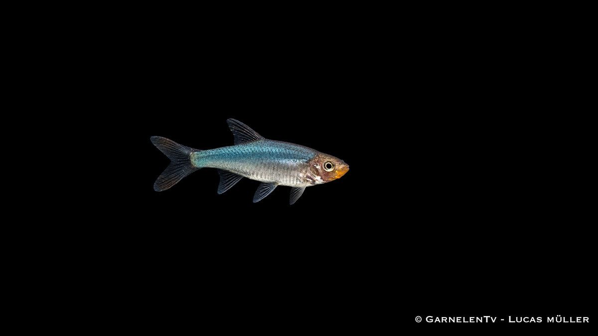 Nacktlaube - Sawbwa resplendens