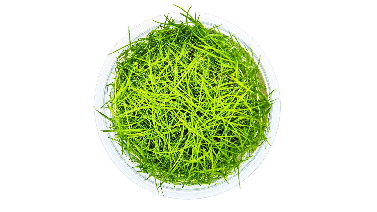 Eleocharis acicularis - Nadelsimse Invitro