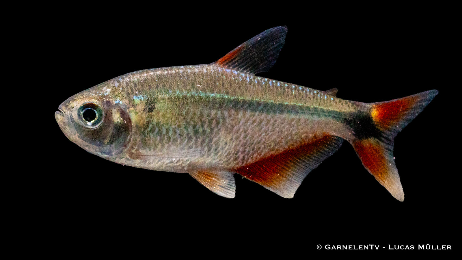 Rautenflecksalmler (Hemigrammus caudovittatus) im Aquarium