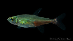 Nahaufnahme eines Rubinsalmlers in einem Aquarium