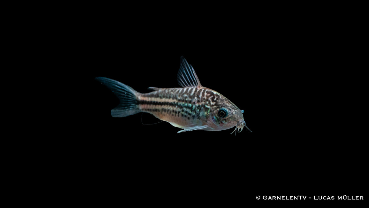 Nanus Panzerwels – Corydoras nanus im bepflanzten Aquarium