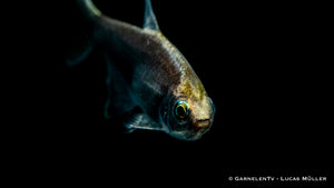 Nematobrycon palmeri "black" Zierfisch