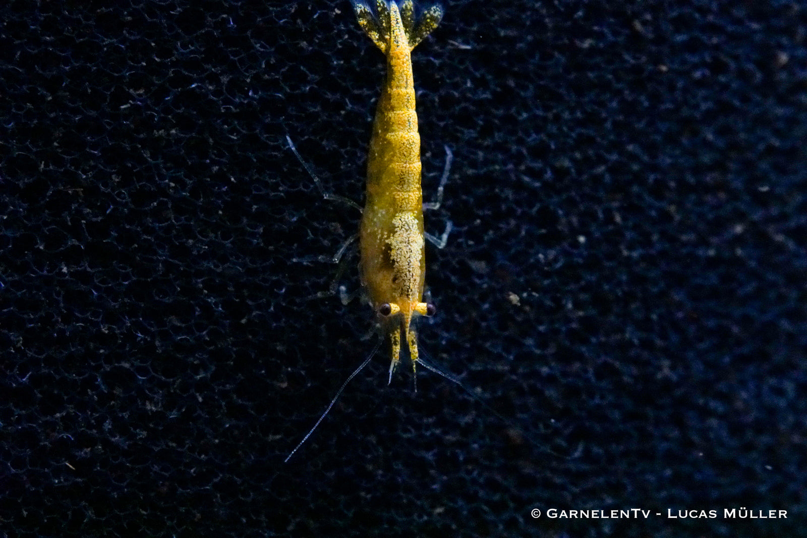 Jinsha Garnele im Aquarium
