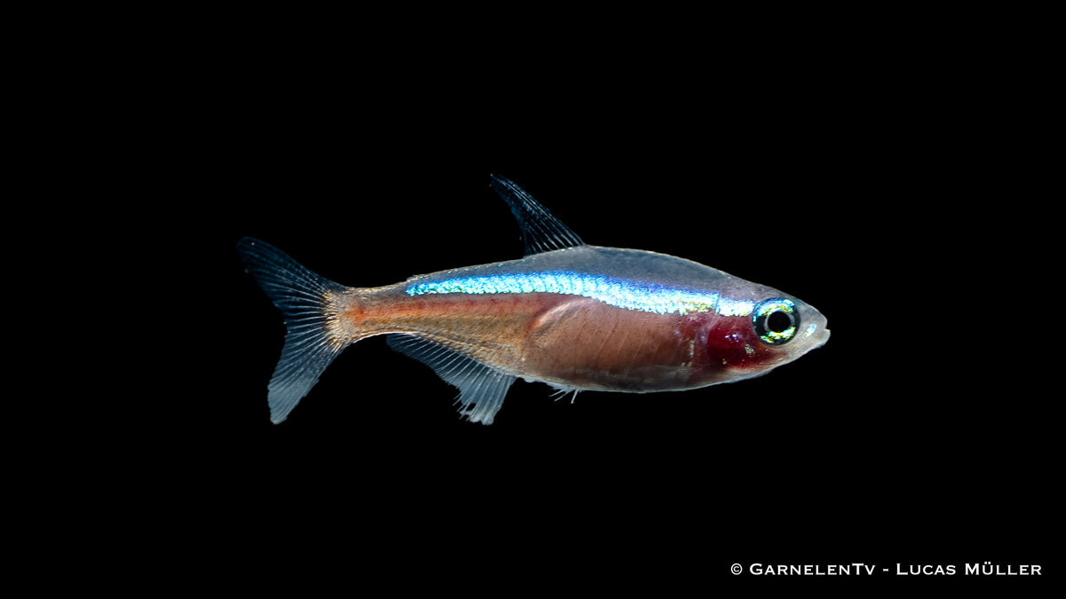 Paracheirodon axelrodi Neon Rot-Gold Freshwater Fish