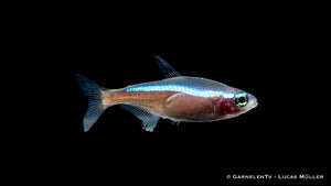 Paracheirodon axelrodi Neon Rot-Gold Freshwater Fish