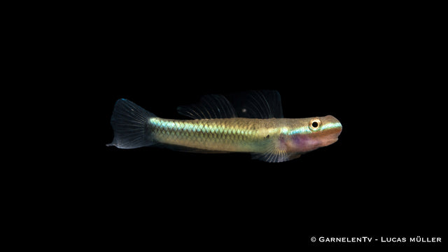 Neonblaue Algengrundel - Stiphodon atropurpureus