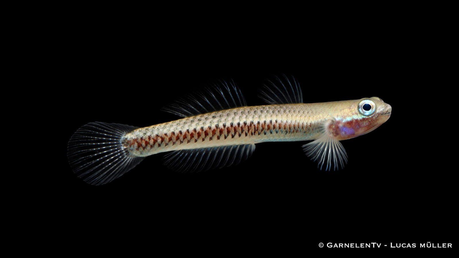 Neonblaue Algengrundel - Stiphodon atropurpureus