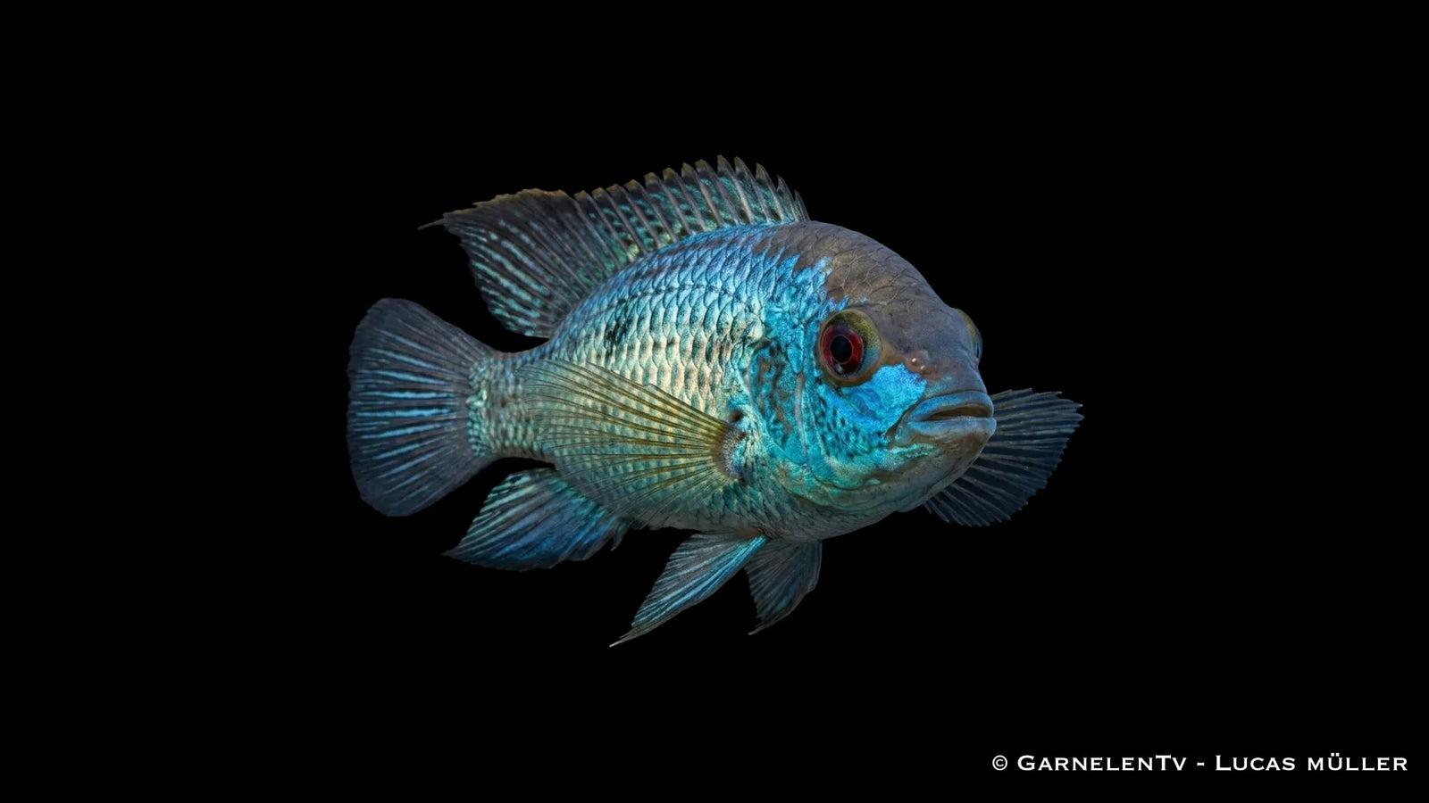 Blaupunkt Neon Blue Buntbarsch Andinoacara pulcher mit intensiv blauer Färbung und schimmernden Punkten im Aquarium