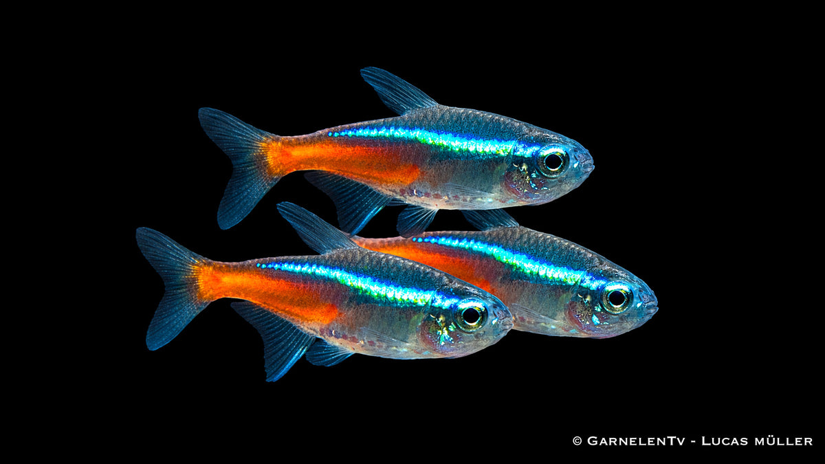 Neonsalmler mit leuchtend blau rotem Streifen im Aquarium in Schwarmhaltung