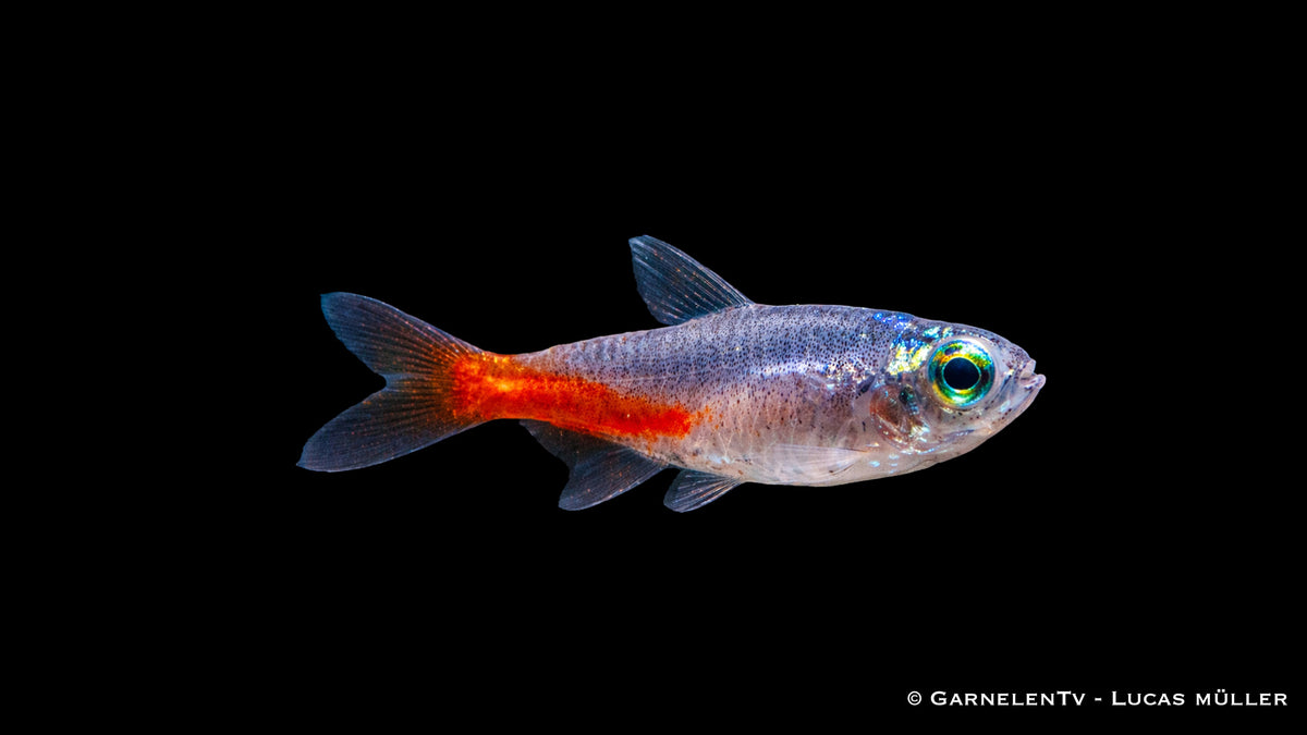 Diamant Neonsalmler mit extrem intensivem blauem Neonstreifen und kräftigem Rotanteil im Aquarium