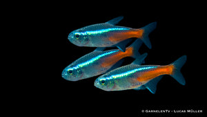 Neonsalmler Jumbo Paracheirodon innesi Swimming in Tank