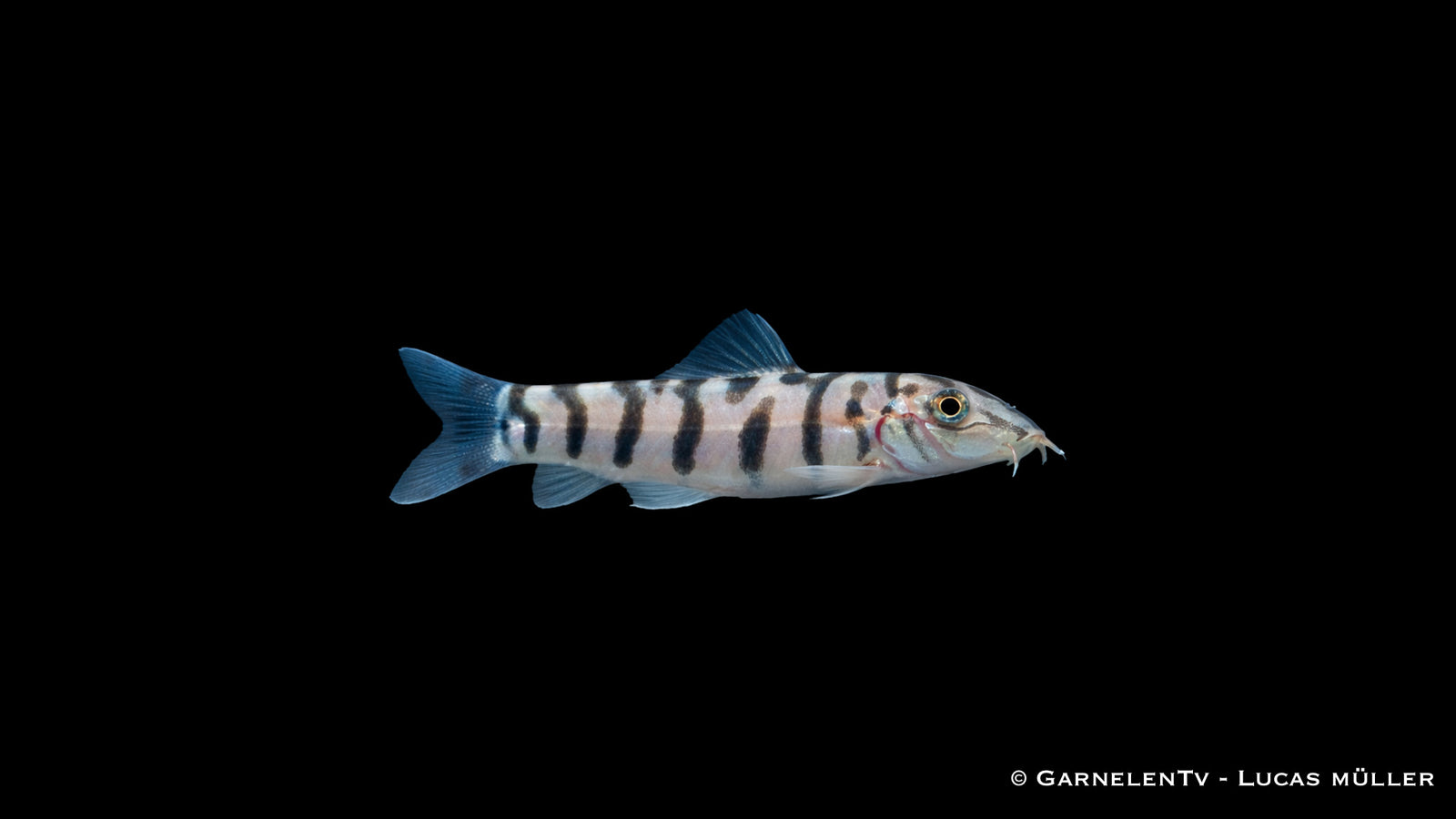 Netzschmerle - Botia lohachata im Aquarium