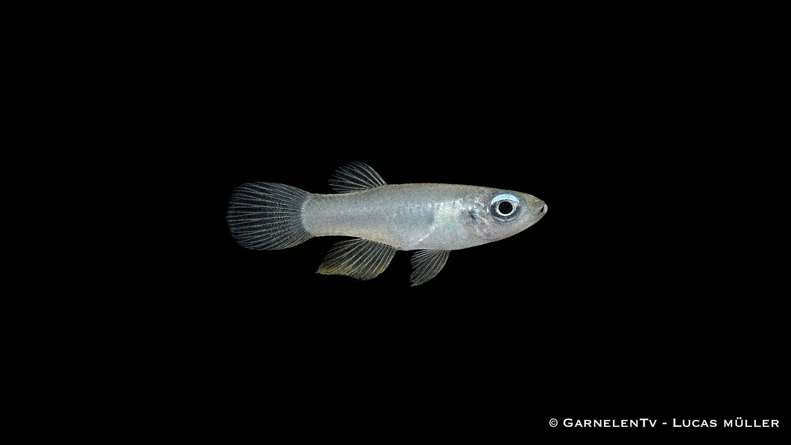 Normans Leuchtaugenfisch - Aplocheilychthys normanni