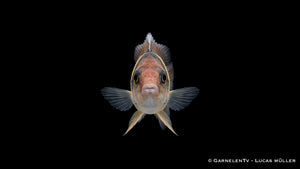 Nyereri Maulbrüter - Haplochromis nyereri red head von vorne
