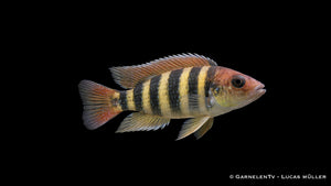 Nyereri Maulbrüter - Haplochromis nyereri red head